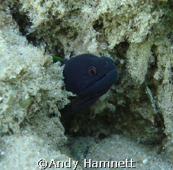 This tiny moray was photographed in Safaga, Egypt. It´s h... by Andy Hamnett 